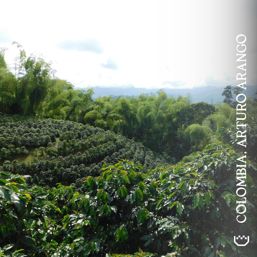 Colombia, Arturo Arango - Single Origin Filter